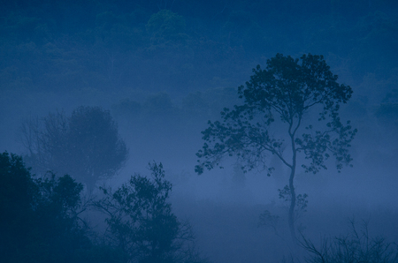 Morning fog in a wild tropical rainforest in  national park, Thailandの写真素材