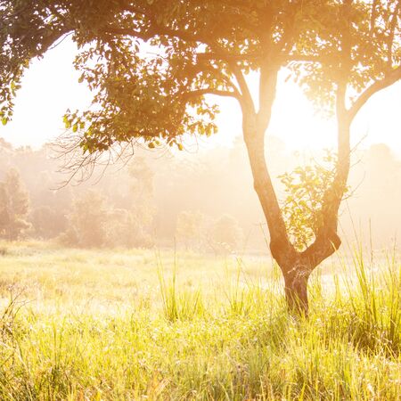Nature forest autumn trees with sunlight backgrounds.の写真素材