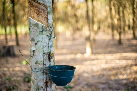 Beautiful  rubber plantations  sunrise at Northeast Thailandの写真素材