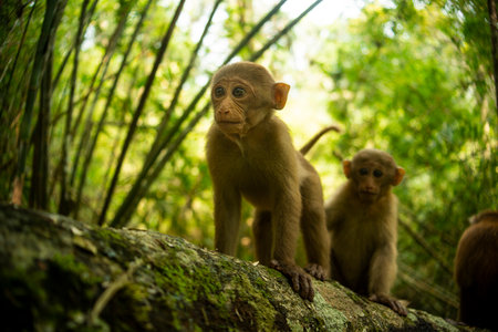 Cute Assamese Macaque, rest in forest. Beautiful animal in the nature habitat. Wildlife scene from...