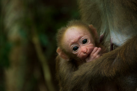 Assamese Macaque on the branch in the forest, green vegetation, Thailand.Two Assamese...
