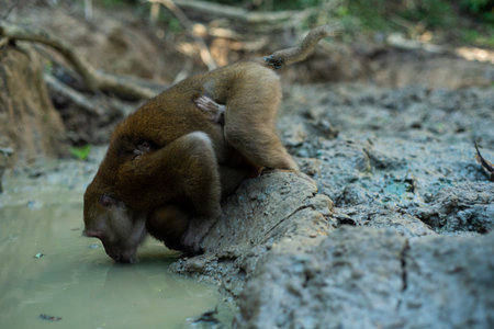 Assamese Macaque monkey - Thailand forest, Monkey from Thailand forest