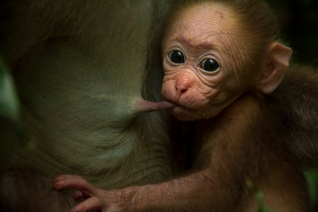 Assamese Macaque on the branch in the forest, green vegetation, Thailand. Two Assamese Macaque, Wildlife.の写真素材
