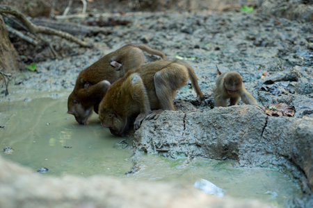 Assamese Macaque monkey - Thailand forest, Monkey from Thailand forest