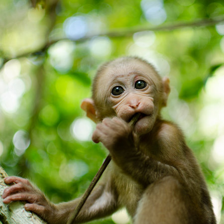 Close-up portrait of Assamese Macaque  monkeyin the wild in Thailand forest