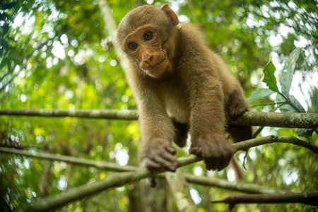 Cute Assamese Macaque, rest in fall forest. Beautiful animal in the nature habitat. Wildlife scene...