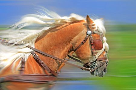 Horse driving trial actionの写真素材