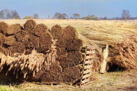 Reed bundle in landscape/ Harvesting the reedsの写真素材