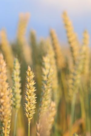 Ripened wheat ready for harvest 