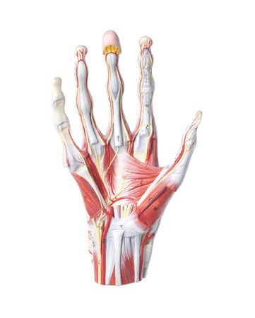 Isolated anatomic model of a human handの写真素材
