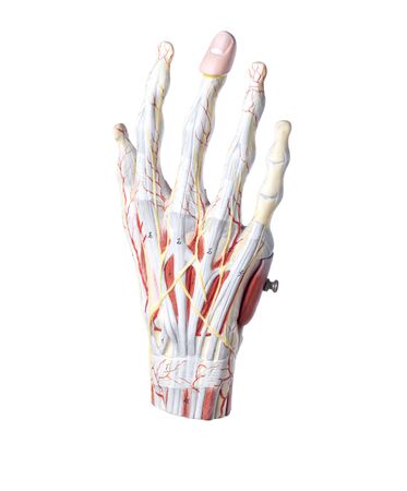 Isolated anatomic model of a human handの写真素材