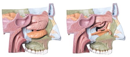 Isolated cross section of a human headの写真素材