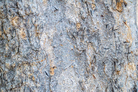 Wood at morningの写真素材