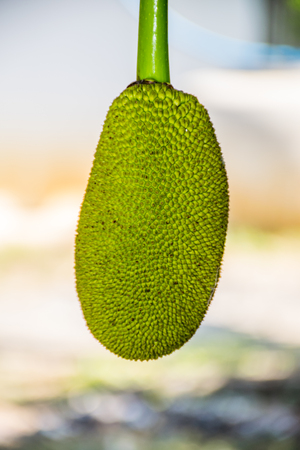 small jackfruitの写真素材