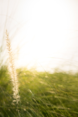 Grass flower with morning sunlightの写真素材