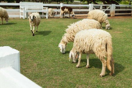 Lambs eating grass side viewの写真素材