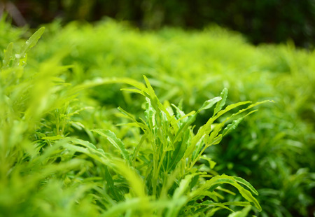 Ming araliaの写真素材