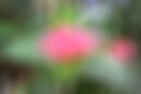 Red flower spike blur abstractの写真素材