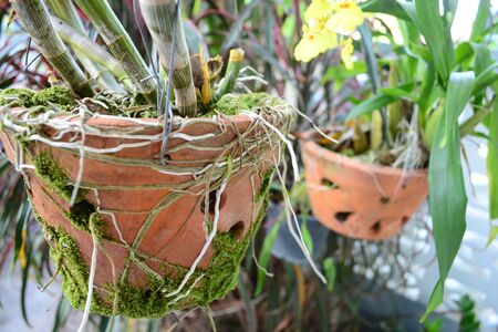 vintage jardiniere of orchidの写真素材