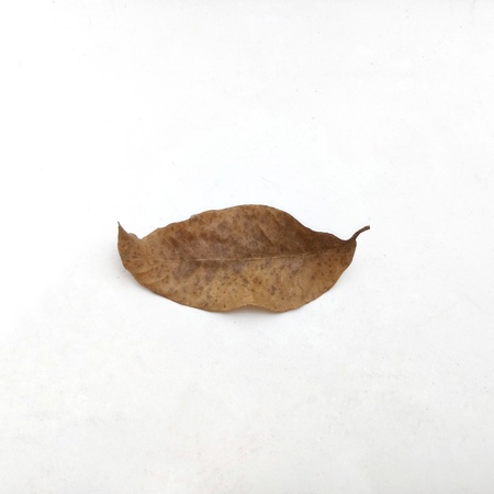 Dry leaf on white background.