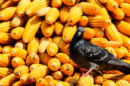 Feeding pigeonsの写真素材