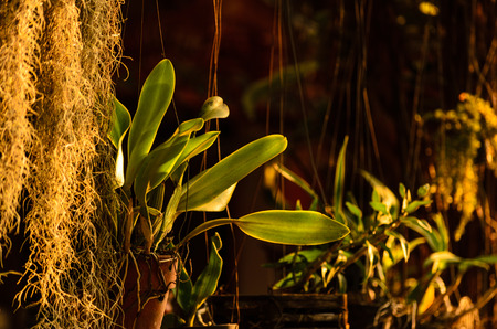 Sun shining to the  leaf in tropical forest
