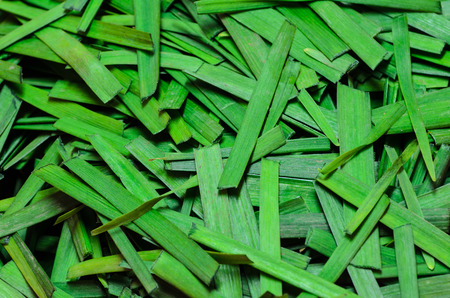 Fresh Leek
