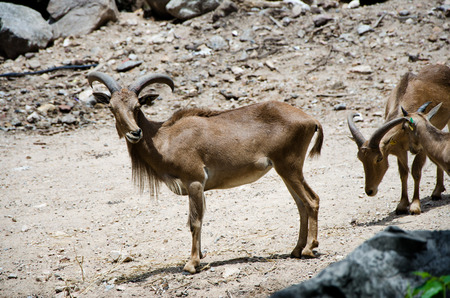 Deer looking at cameraの写真素材