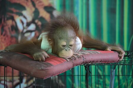 Sleepy baby monkey