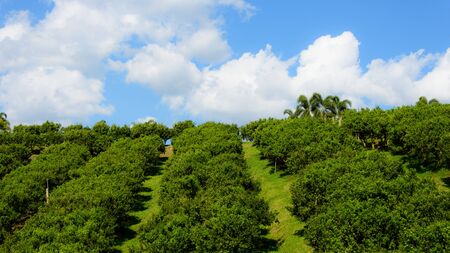 Orange farm in Chiang Mai , Thailandの写真素材