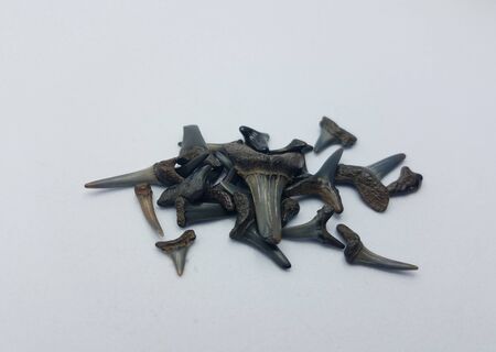 black shark teeth or bones on white background