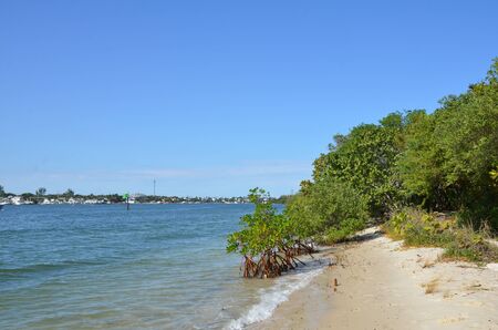 mangrove tree roots and water and sandy beach on a shore in Floridaの写真素材