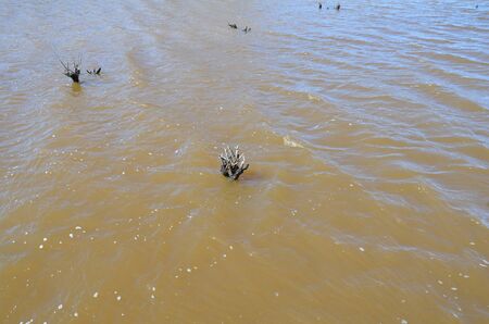 tree trunk or branches growing in murky lake or pond or river water