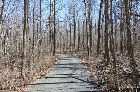 path or trail in forest or woods with trees and brown leaves and plants