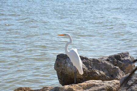 white bird on rocks or boulders near water