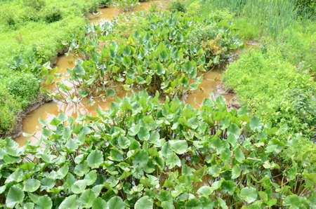 green plants in muddy water in swamp or wetland