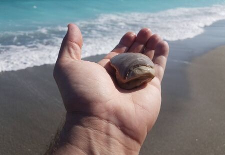 hand holding shell at the beach with waves