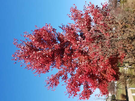 red foliage on tree with cement sidewalk or path