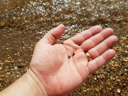 hand holding shark teeth over water and sand