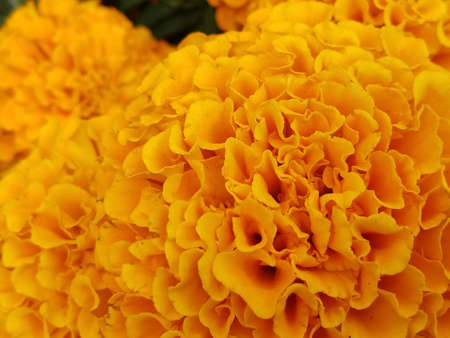 beautiful yellow dahlia flower petals blooming in spring