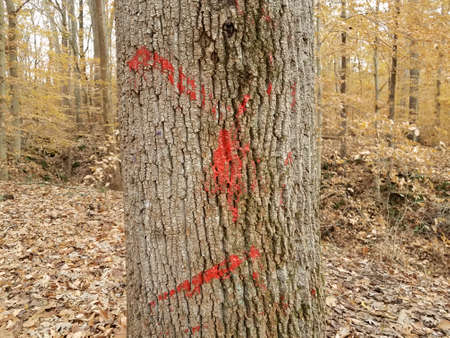 red paint on tree bark in forest with fallen leaves