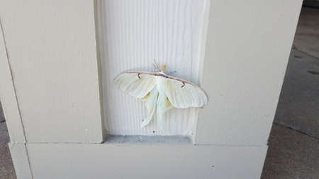 large white moth insect on wood pillar or wallの写真素材
