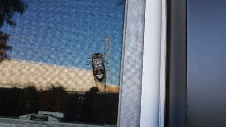 cicada insect or bug on window screenの写真素材