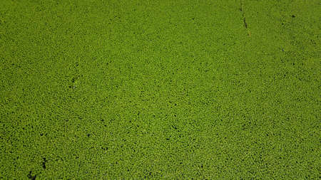 small plants with green leaves in waterの写真素材