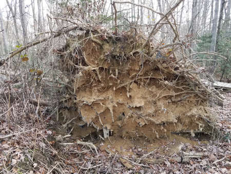 fallen tree with roots and dirt and wood trail in forest