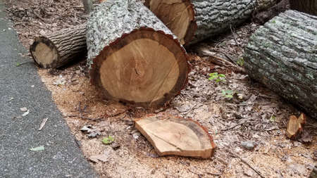 fallen tree cut showing rings and asphalt