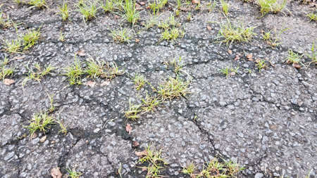 weeds growing in cracks in asphalt on ground