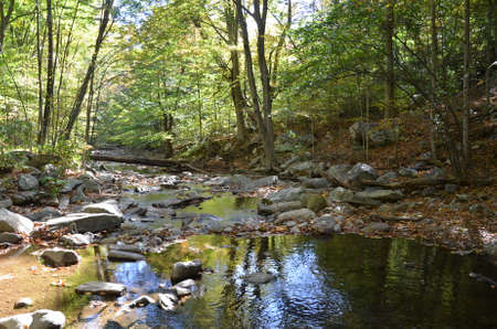 stream or creek in forest with rocks and trees