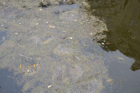 polluted water in river or lake with algae