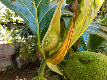 large wet green soursop fruit plant growing outdoor